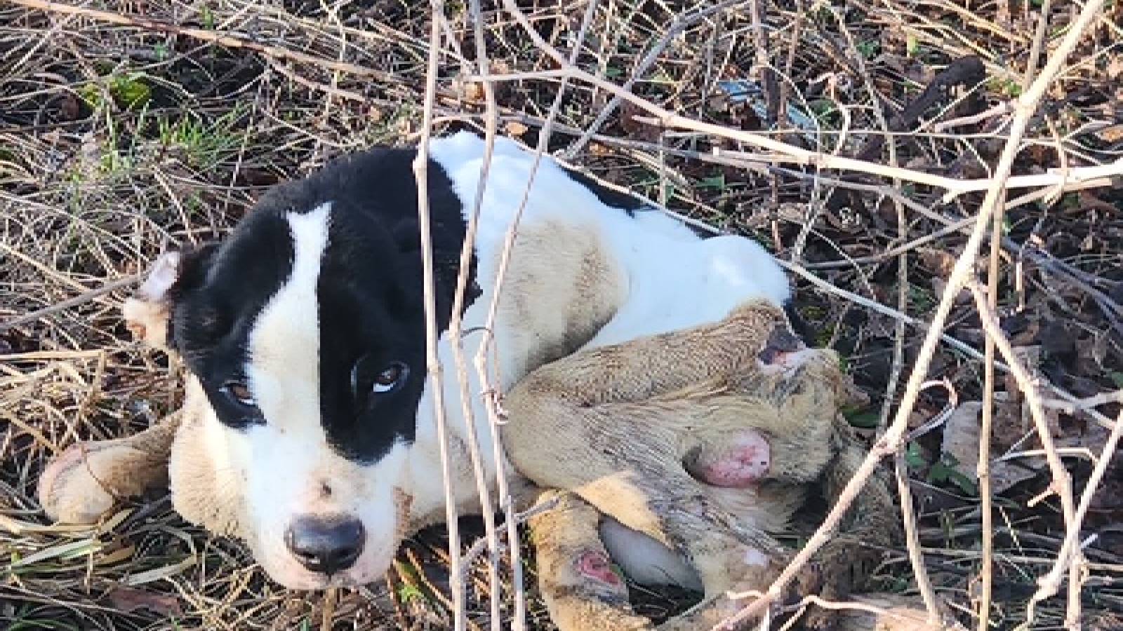Image of dog found laying down