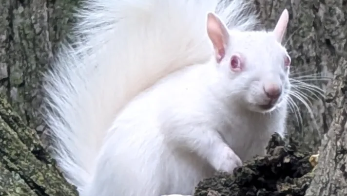 albino squirrel